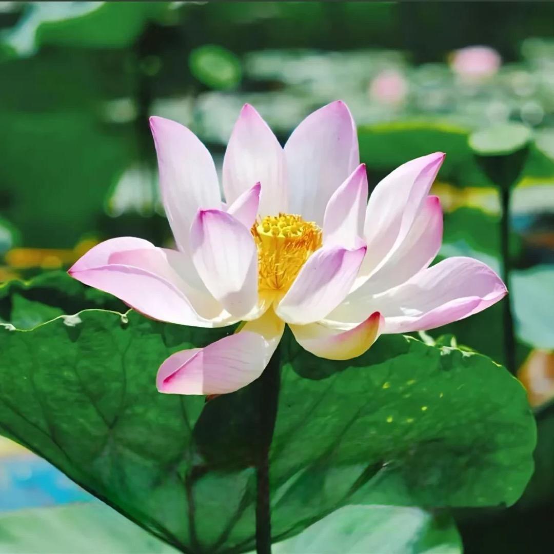 平安是福