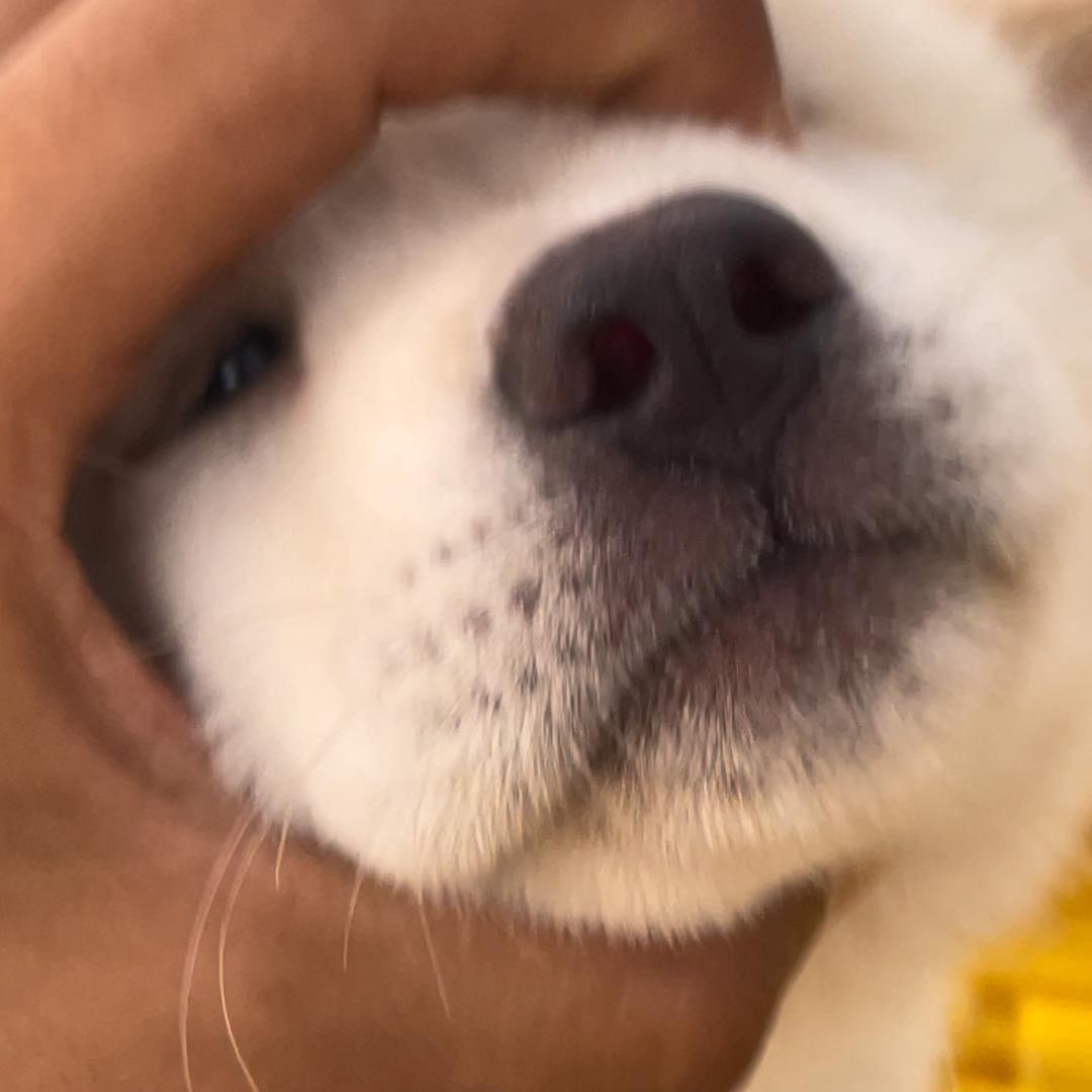 长期高价回收菜狗仔