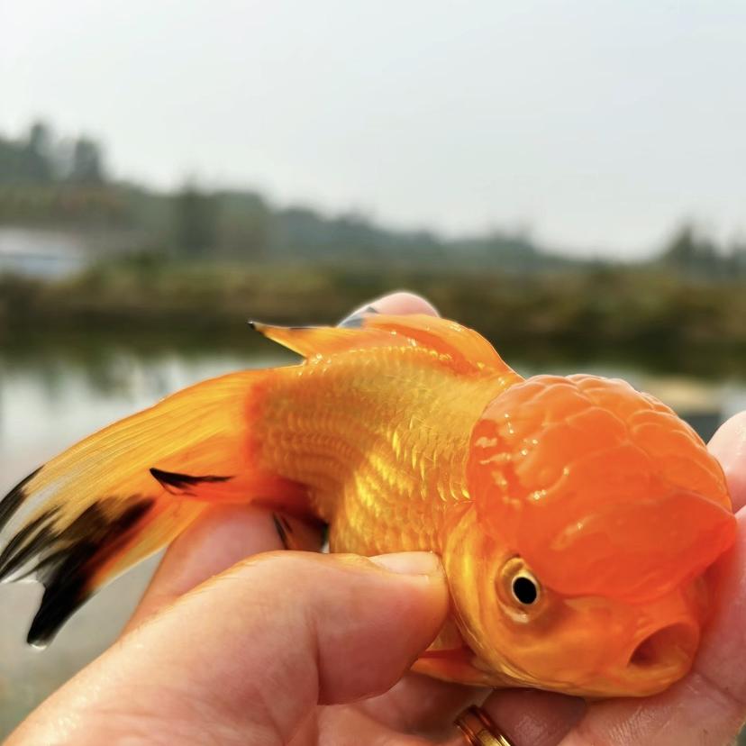小瑶观赏鱼