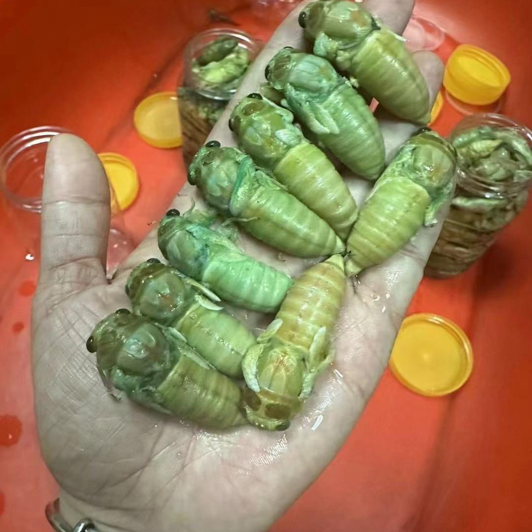 小王户外（知了）