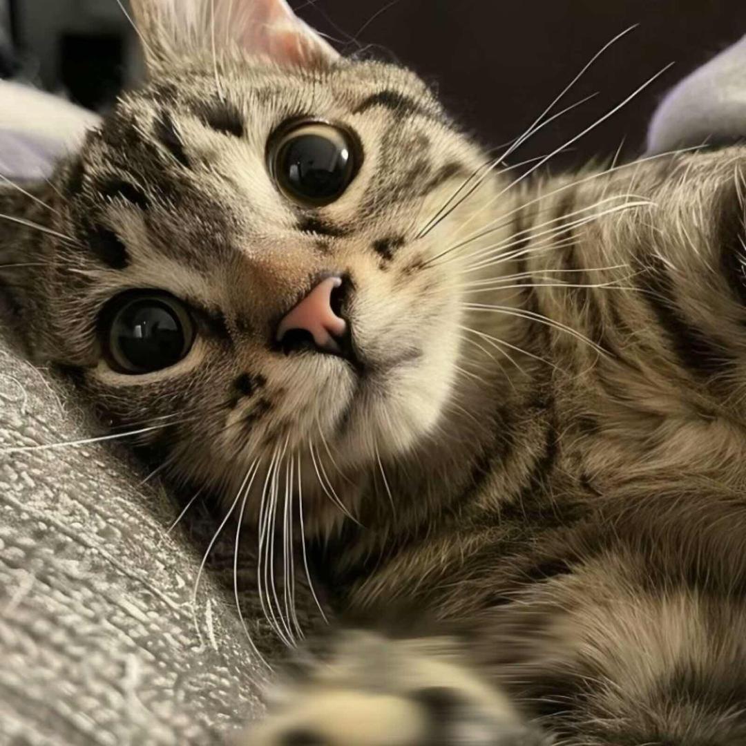 ￴ ￴ ￴ ￴ ￴ ￴   🪳 ￴ ￴