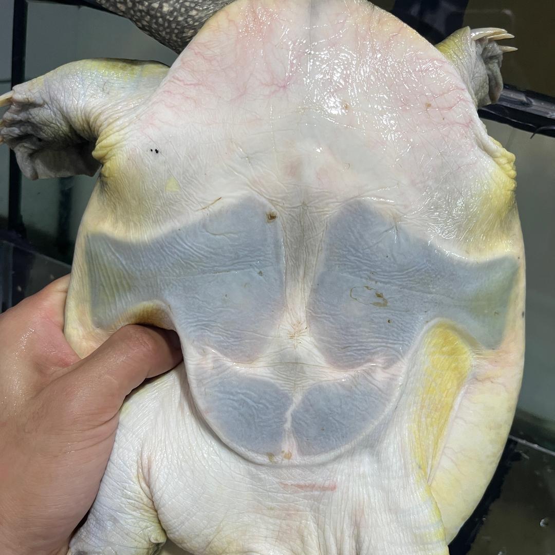 蒋亮甲鱼
