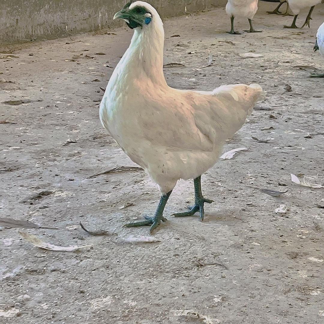 金张农场