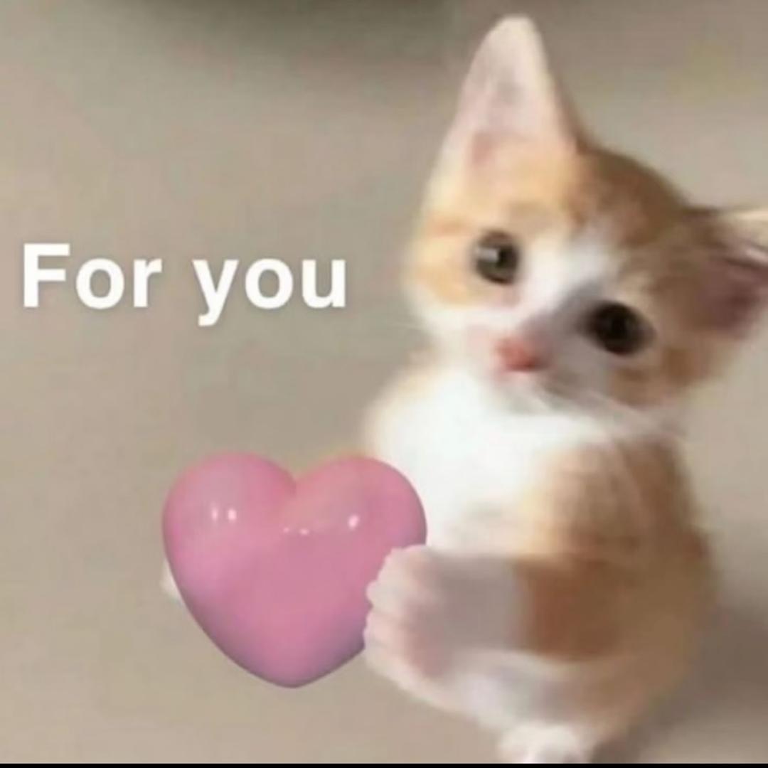 生于西西里的暖心小猫
