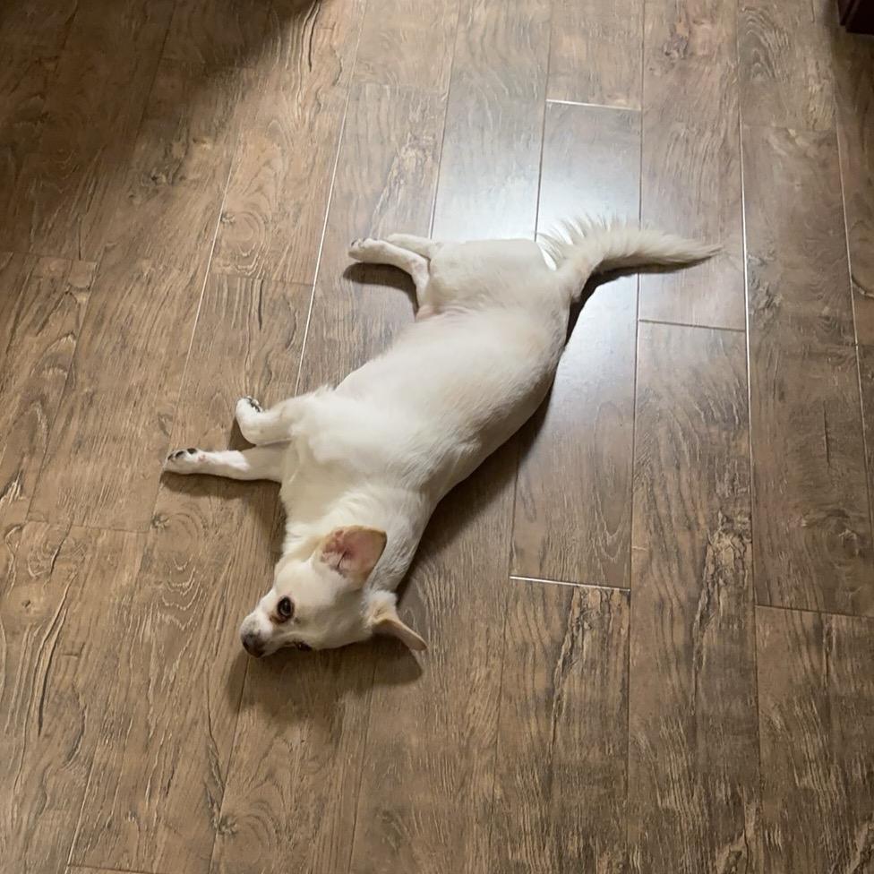 小七老师英语规划