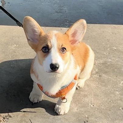 🇱 🇮🇺 🇴🇱 🇮 🇱