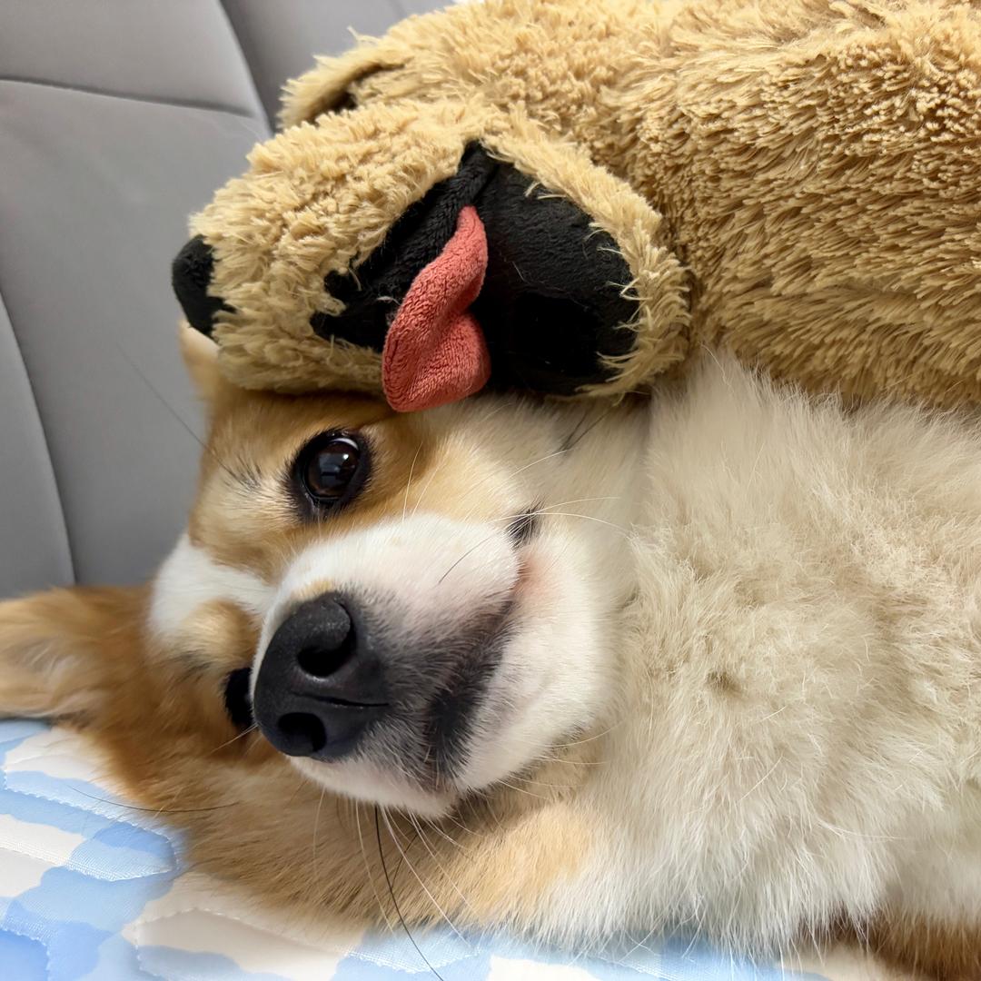 瑞小瑞