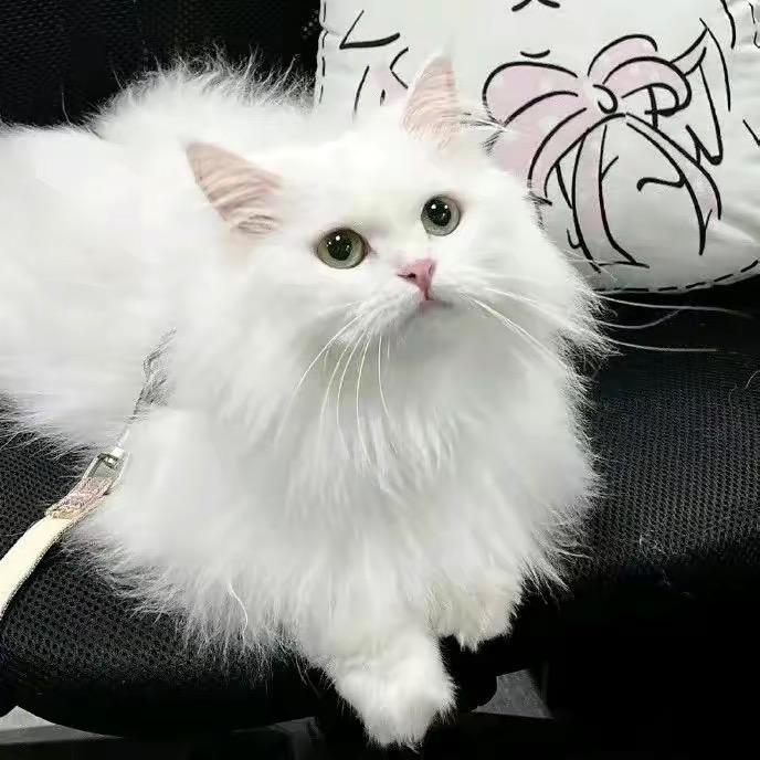 安z