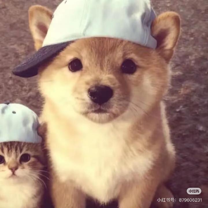 麦麦脆汁姬