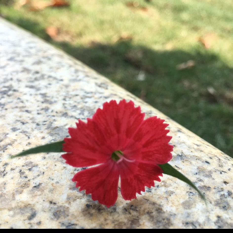 秋天了萤火虫