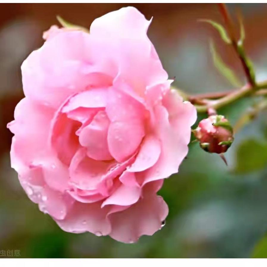 🍒🌹红花¹⁶⁸⁰