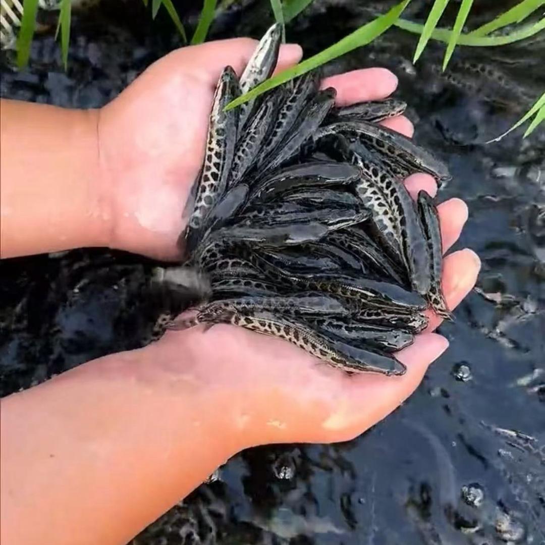 圆桶养殖水产