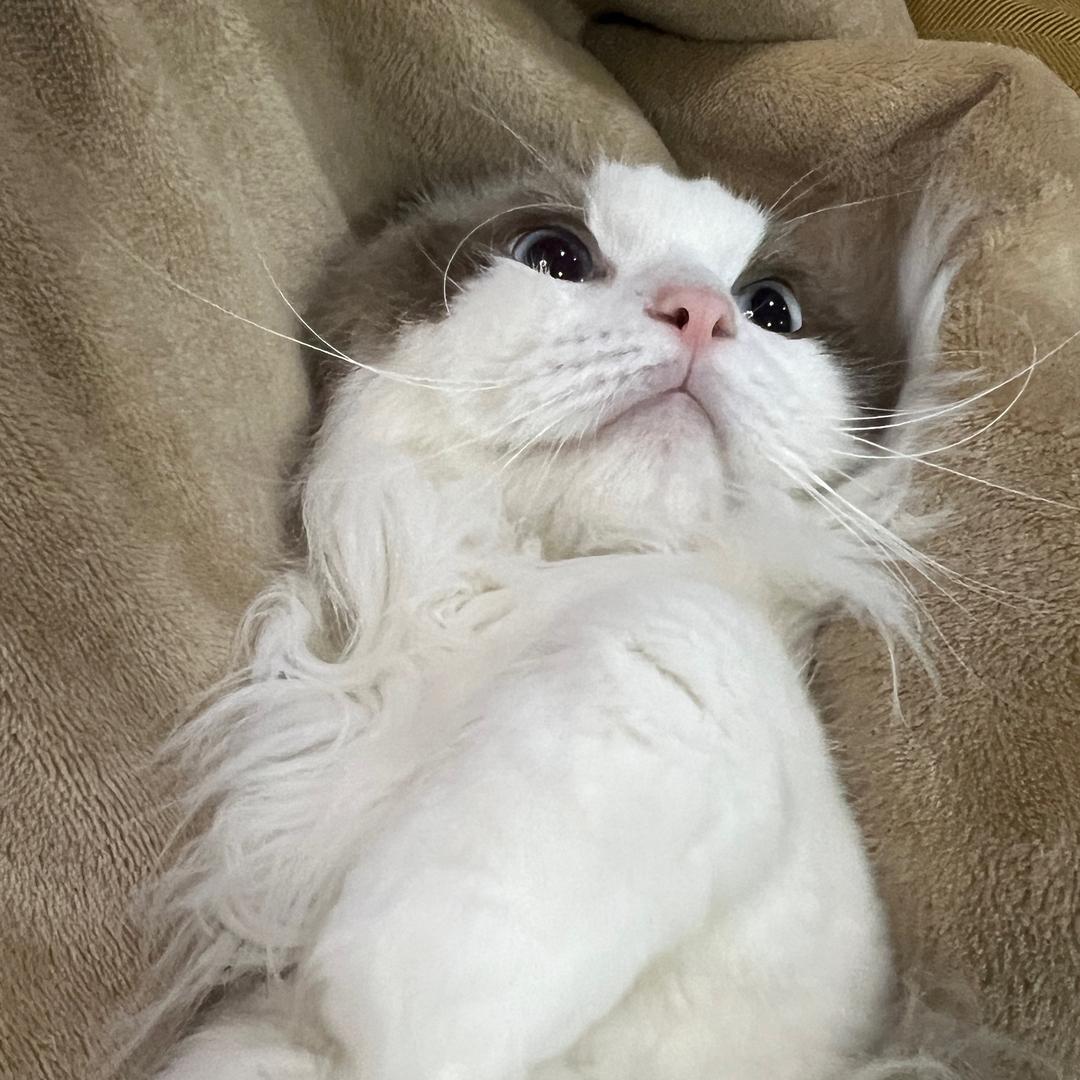 可达鸭不会做梦