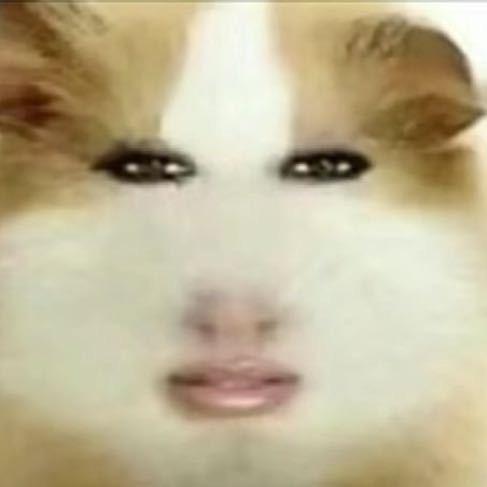 猛兽不会喵喵拳