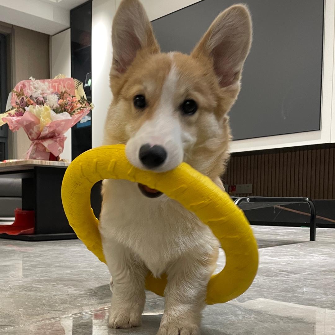 涛哥养狗