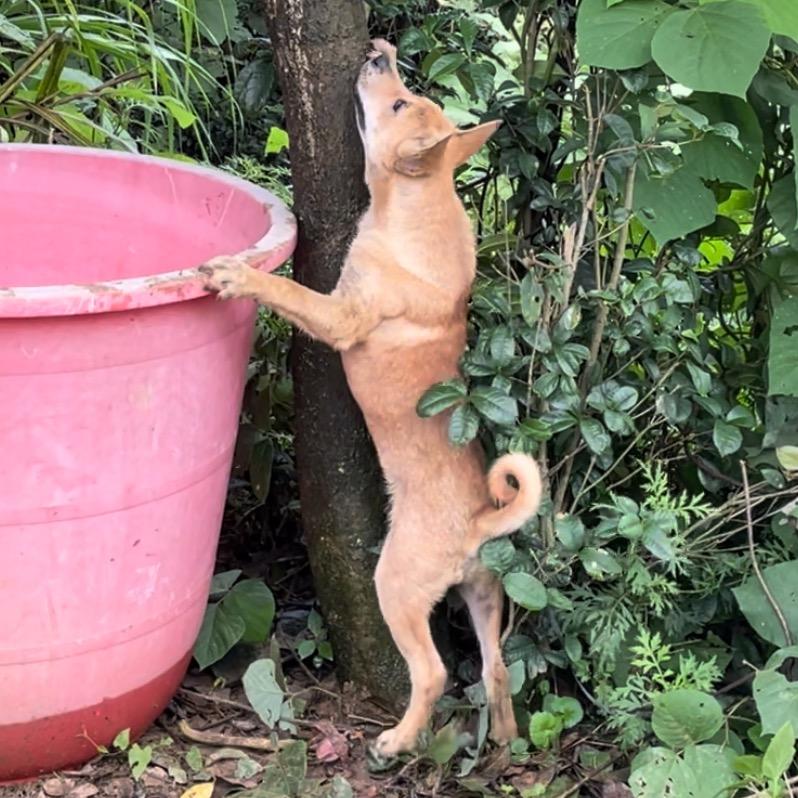 实战土猎