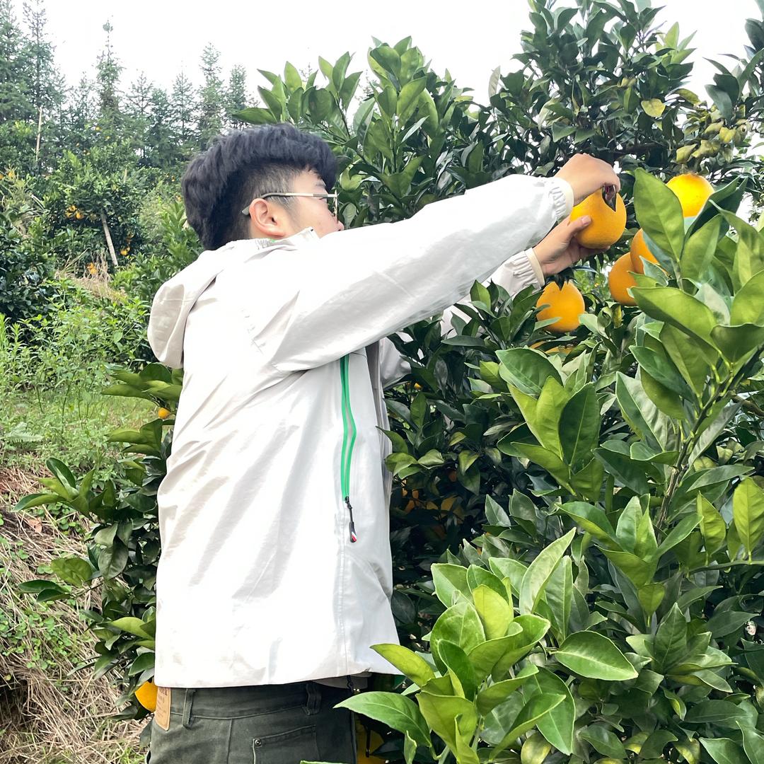 森哥广告台球设计