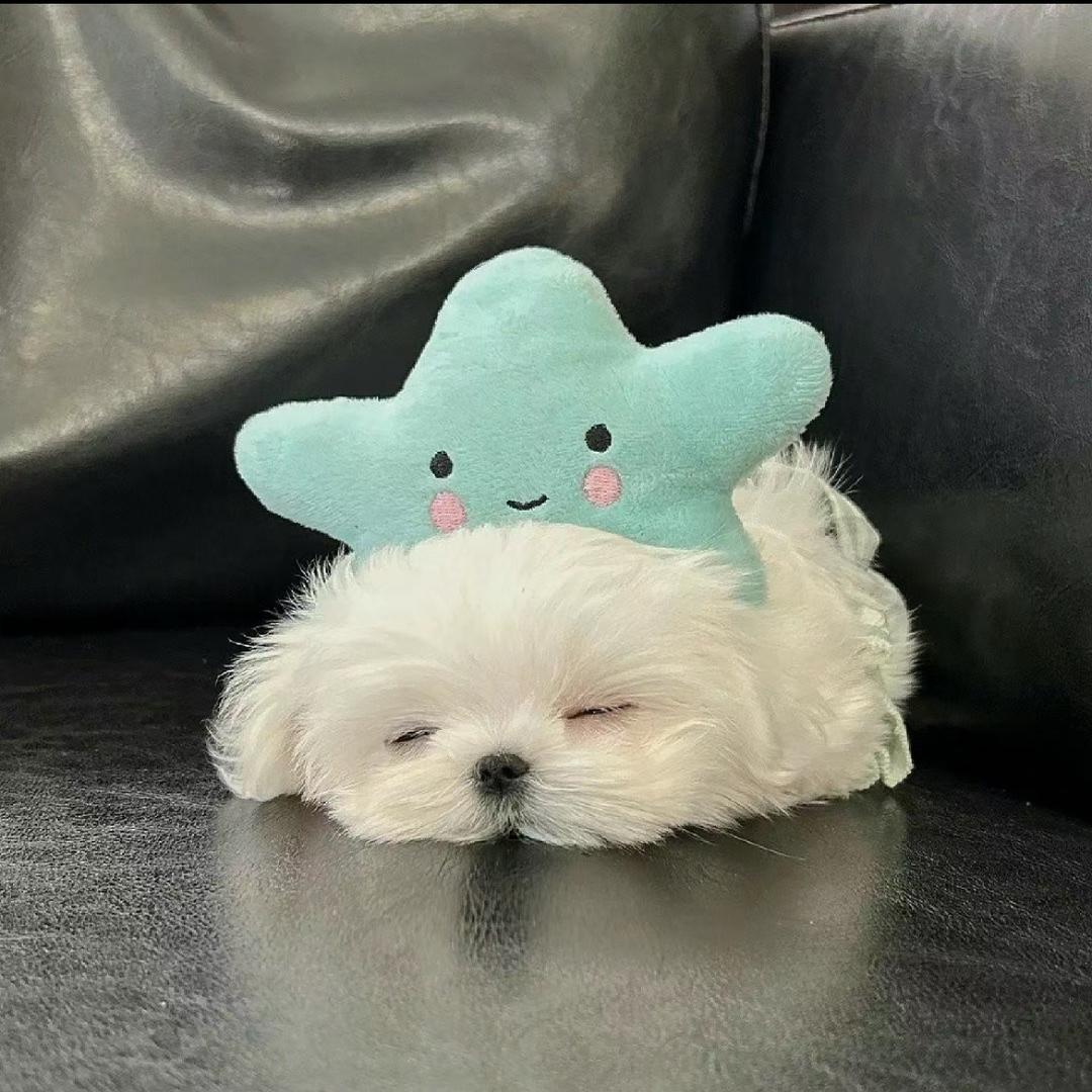 是只小屁兜吖