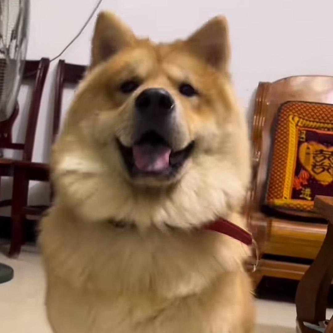 旺仔爱吃饼干🥰