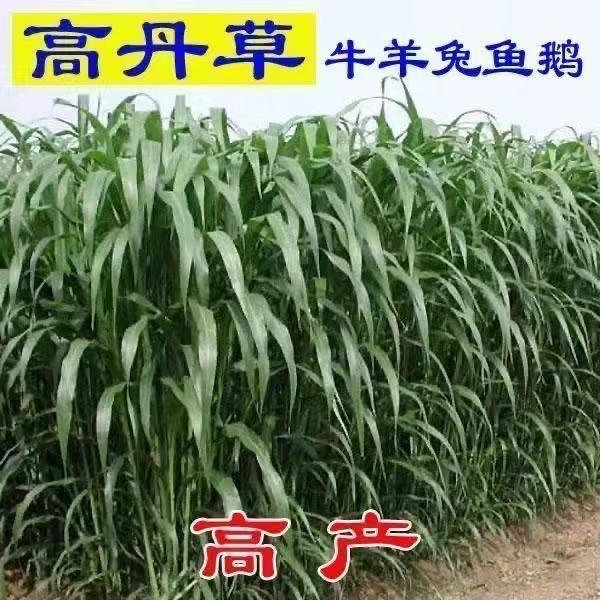 天天种业