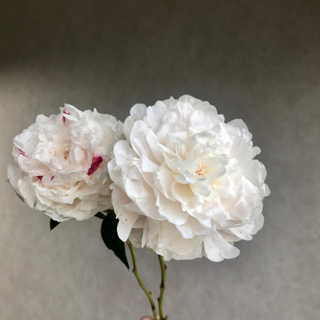 0060503608头像