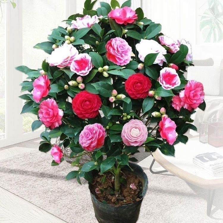 花百万Top（茶花）