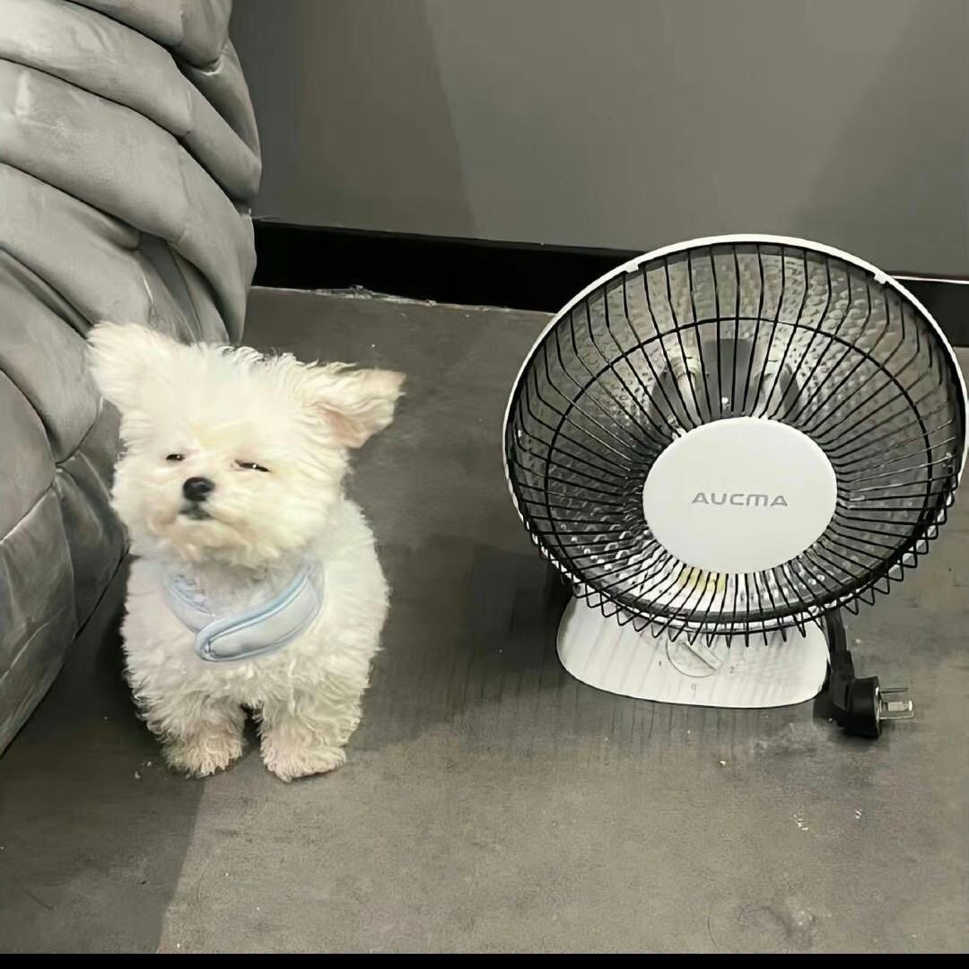 小鱼小鱼