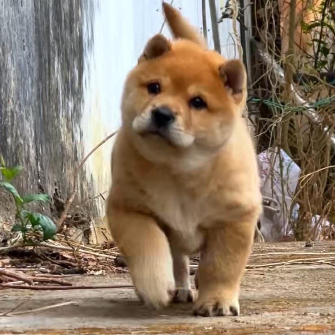 中华田园犬-来福