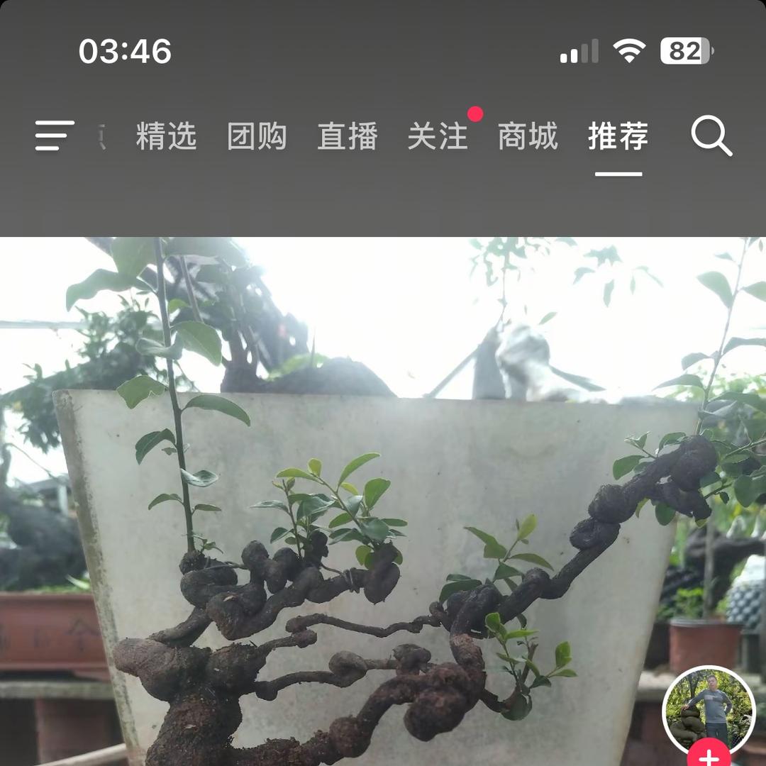 喜洋洋金弹子