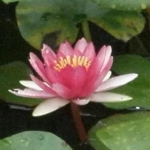 好运番茄