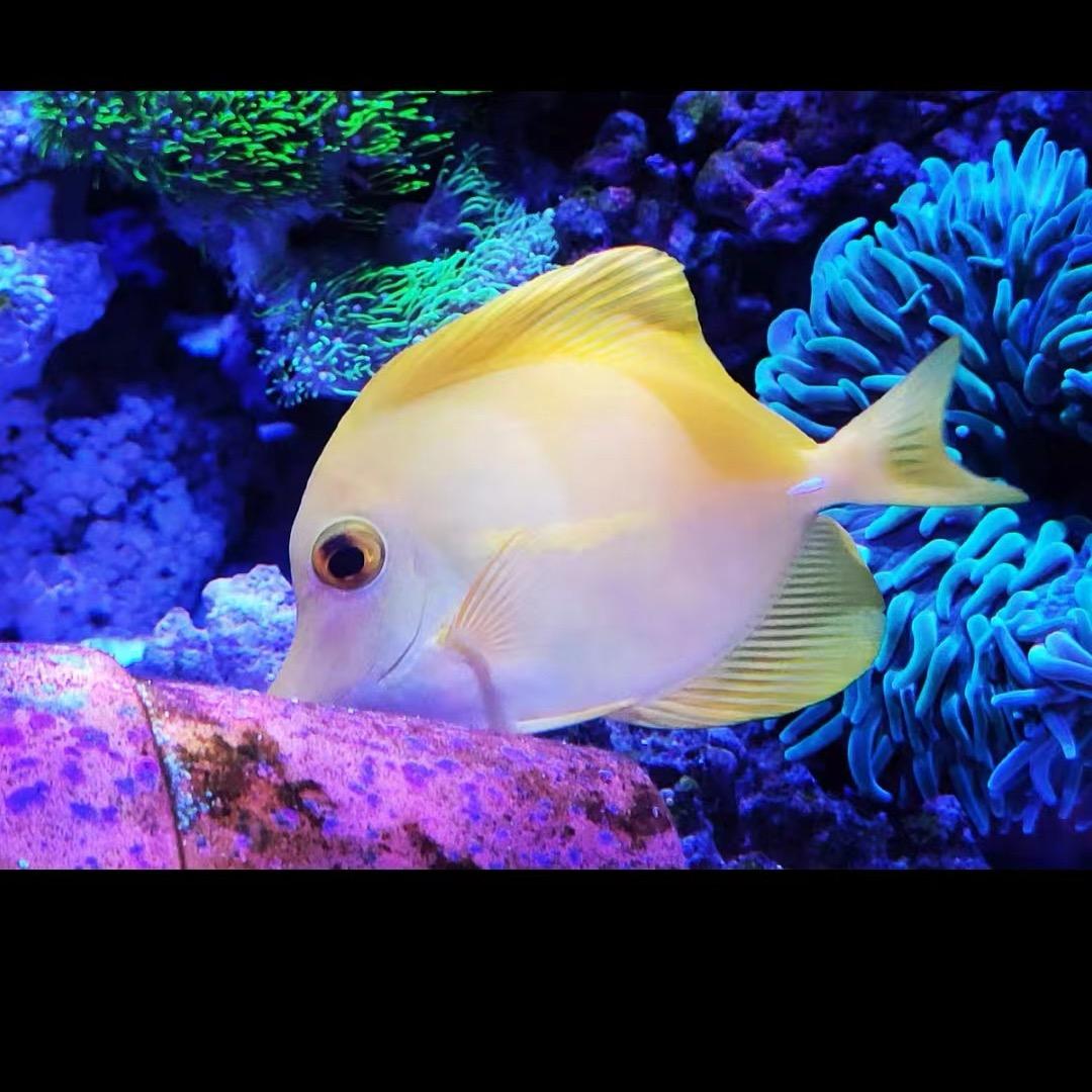 洛海水族小号