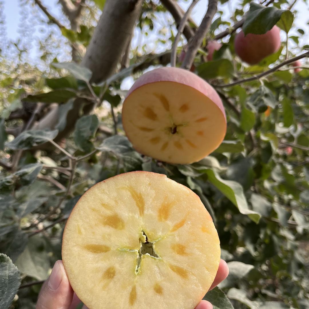 新疆觅源生物科技有限公司