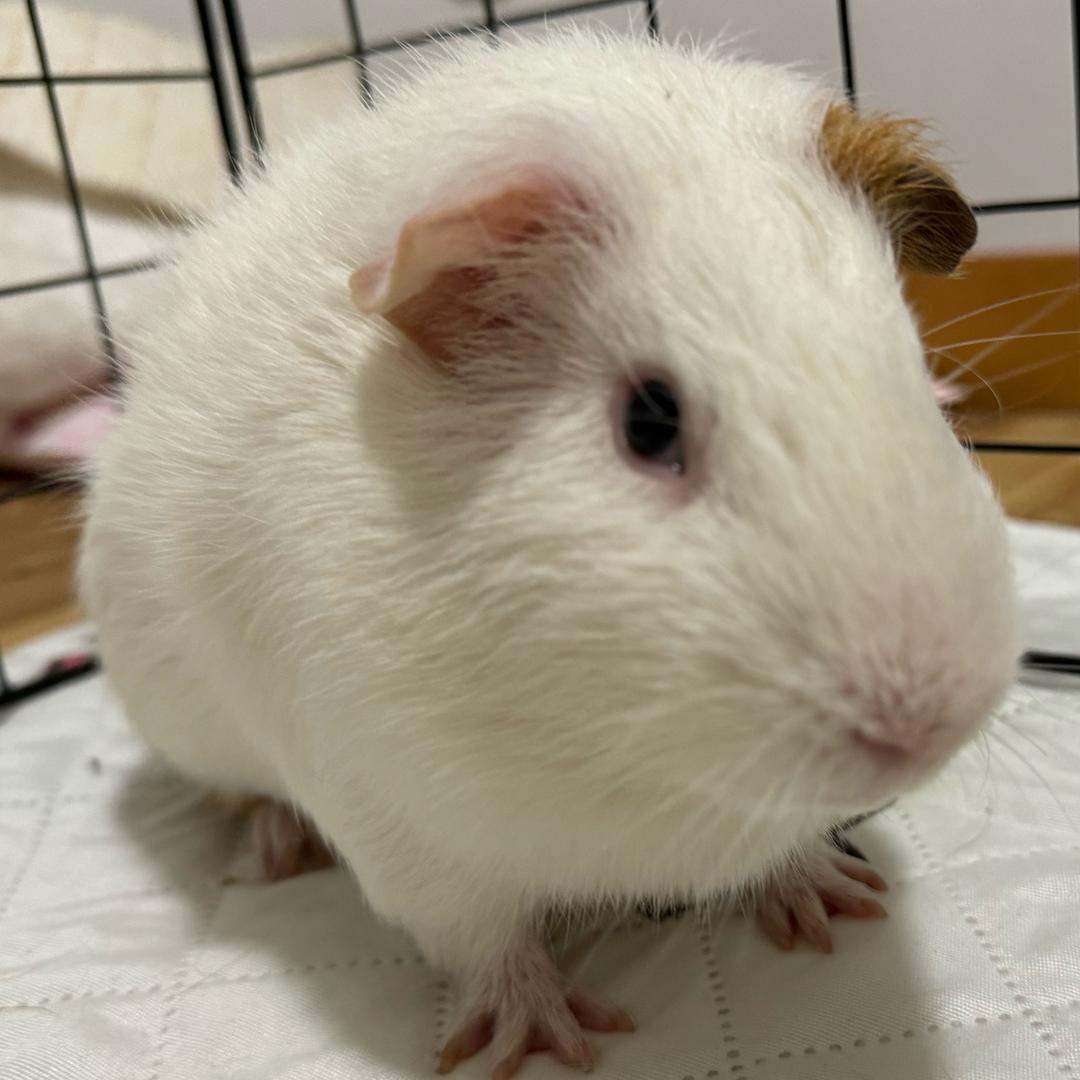 李子园 李子坝🏠