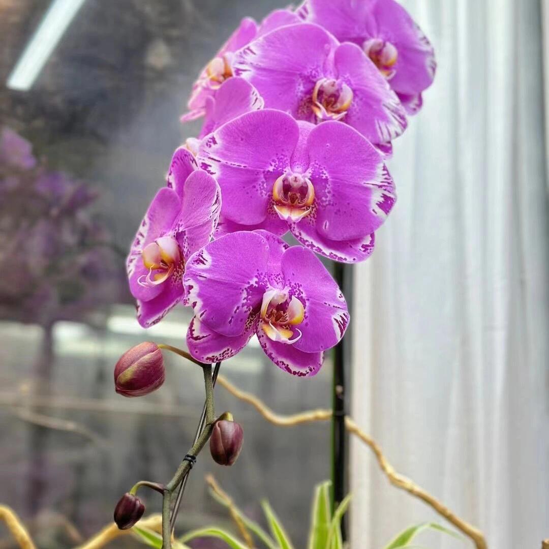 顺德佳颖兰花卉精品店