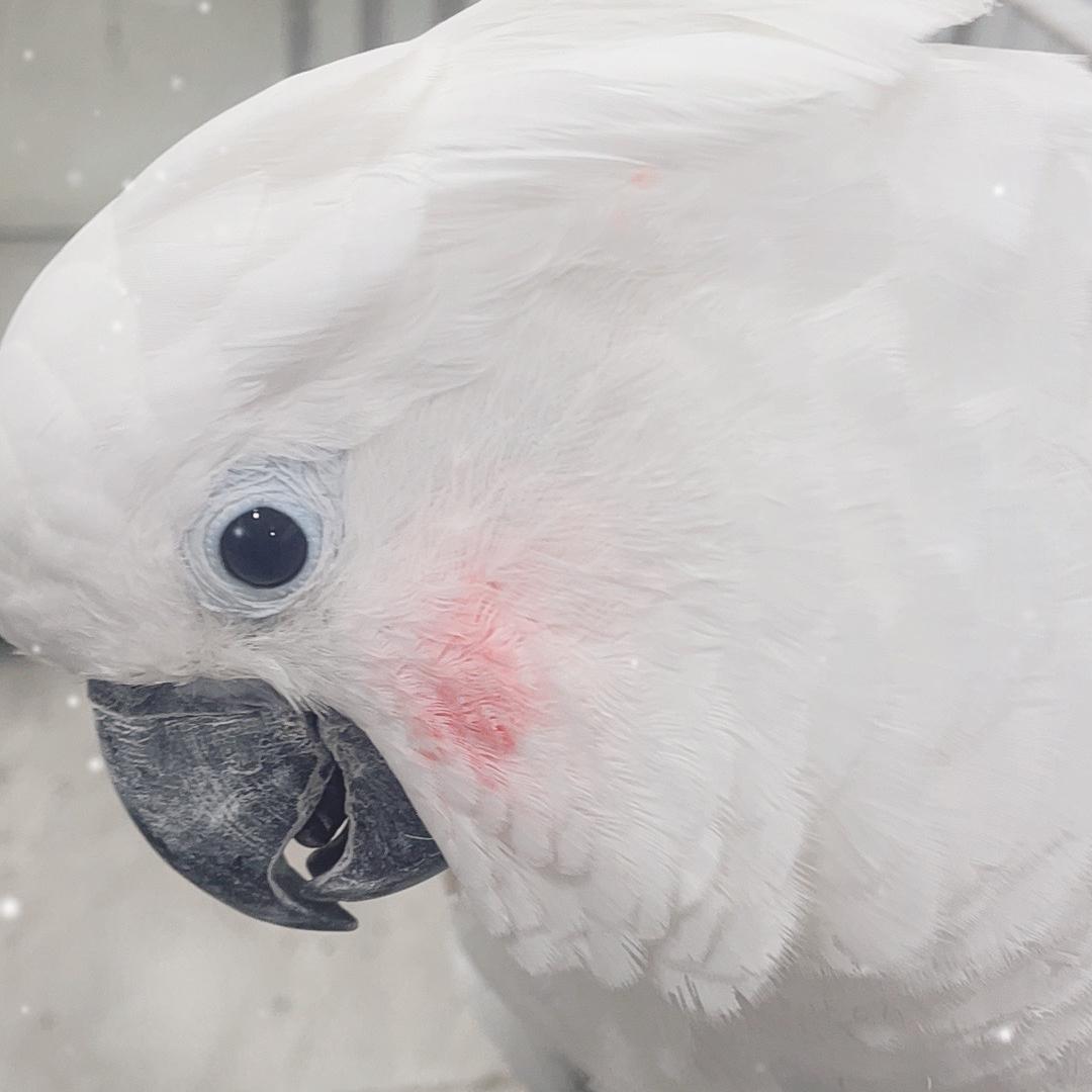 天天爱萌宠