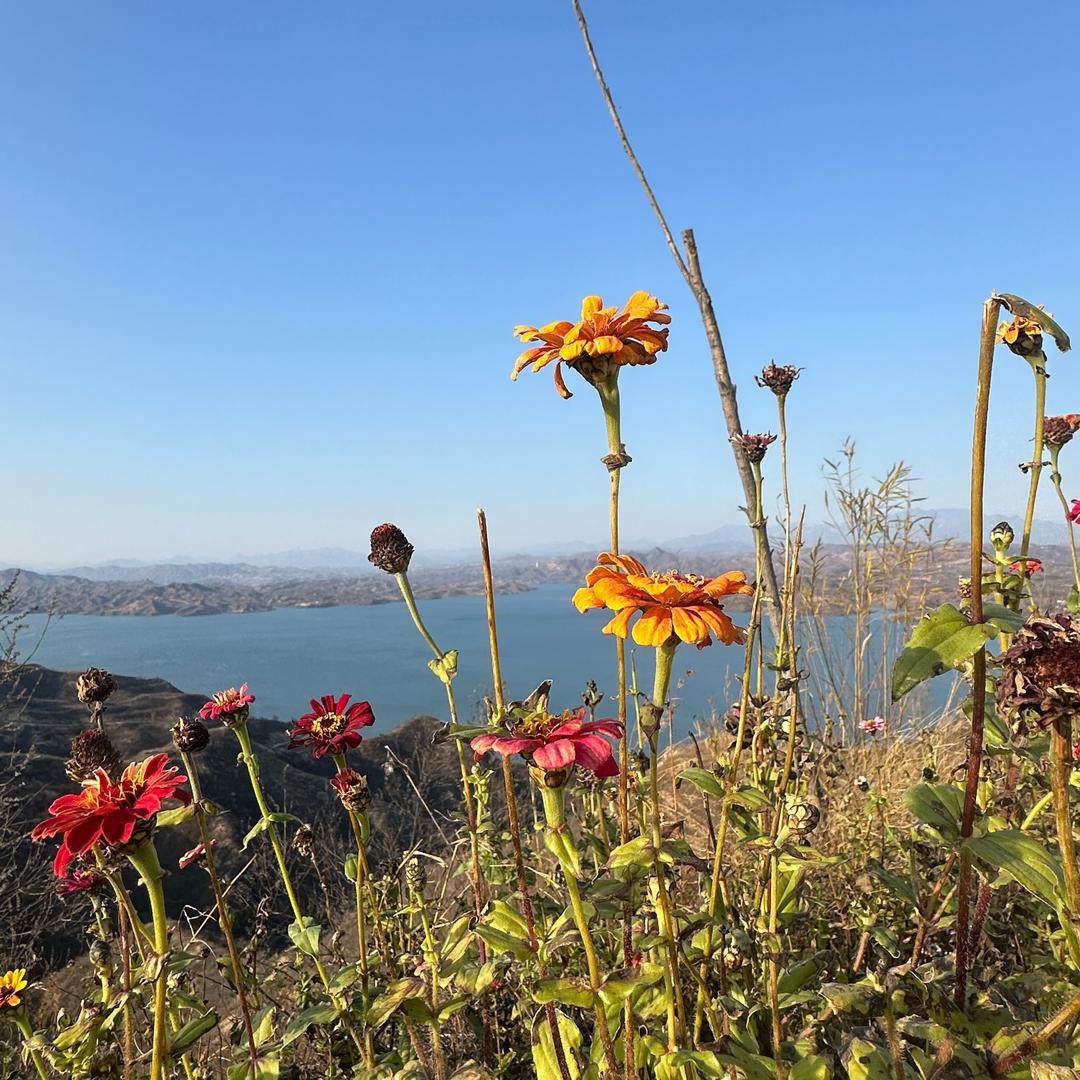 山花终将灿烂