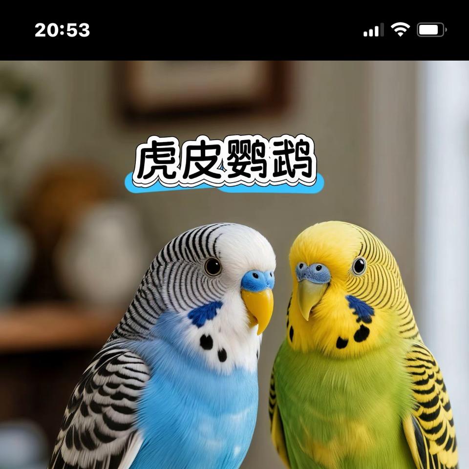 九头鸟鹦鹉