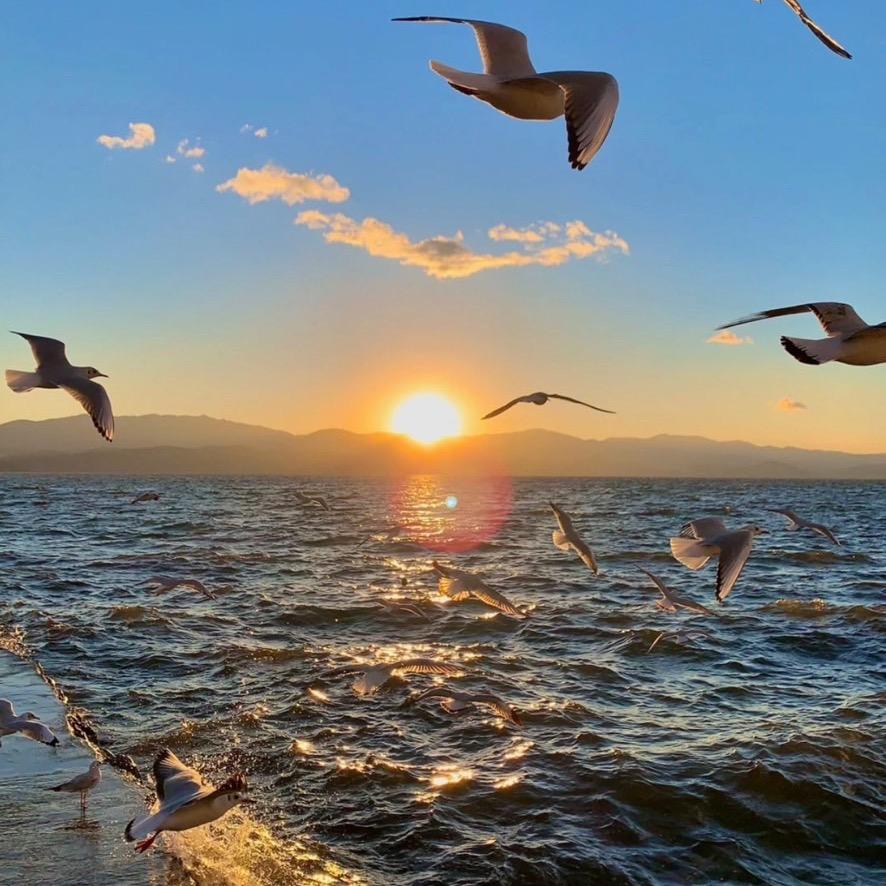 海参