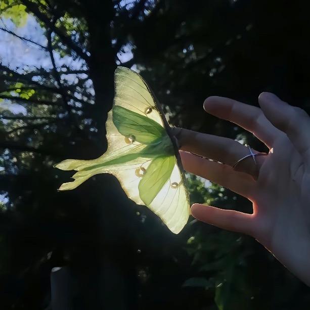 想养一只猫叫荔枝