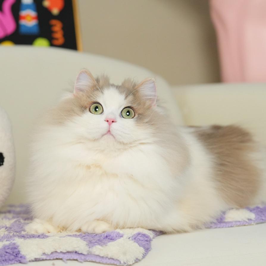 长沙小奥猫舍🐾