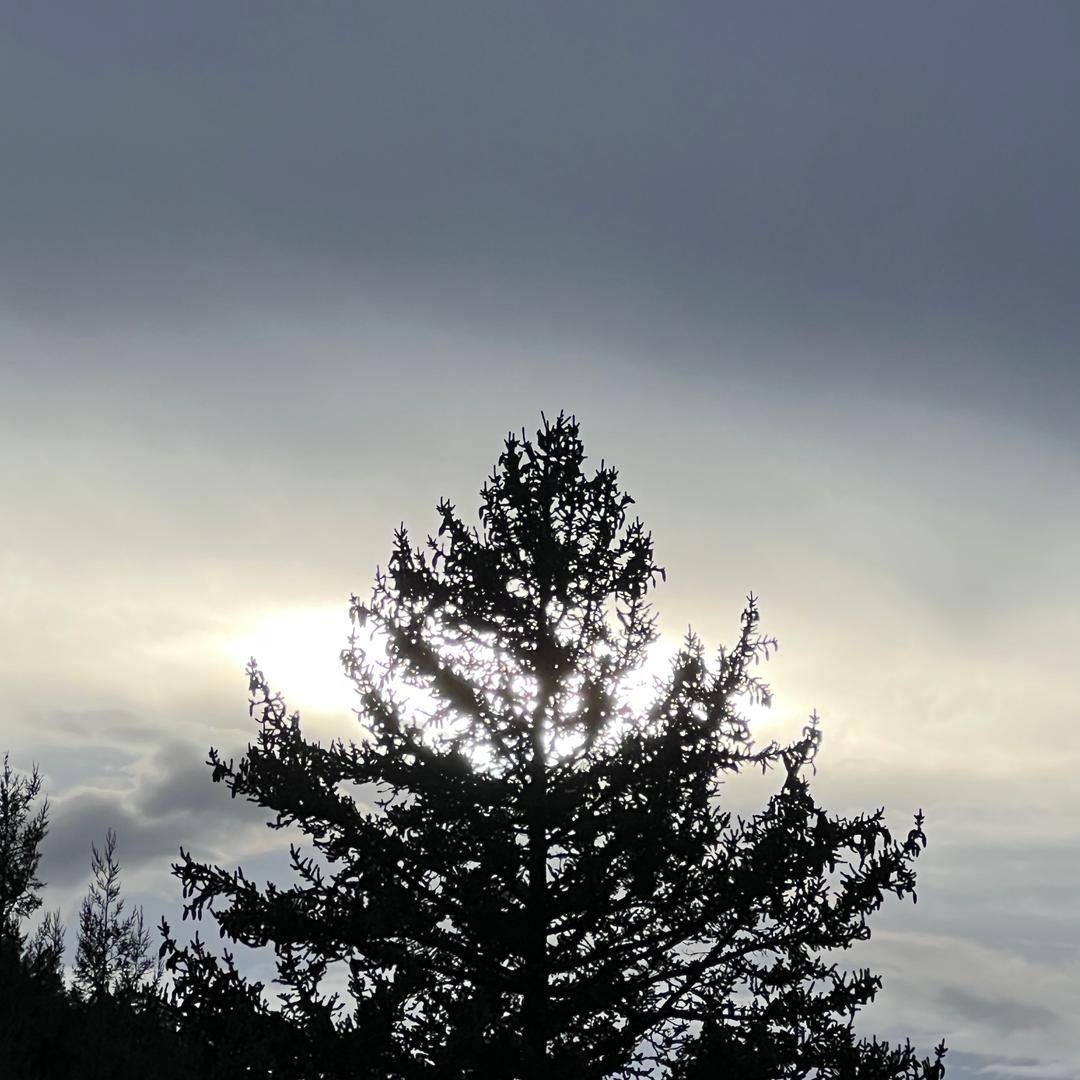 🌿扎西🌱邓🐇珠☘️