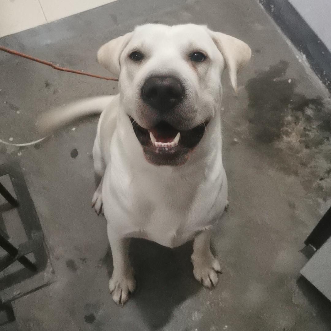 周小妮的养宠日常