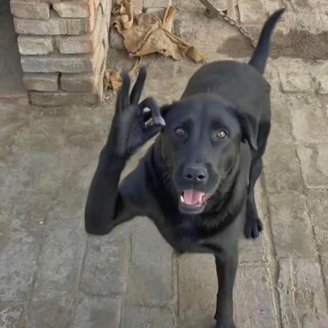 哈哈哈哈哈我