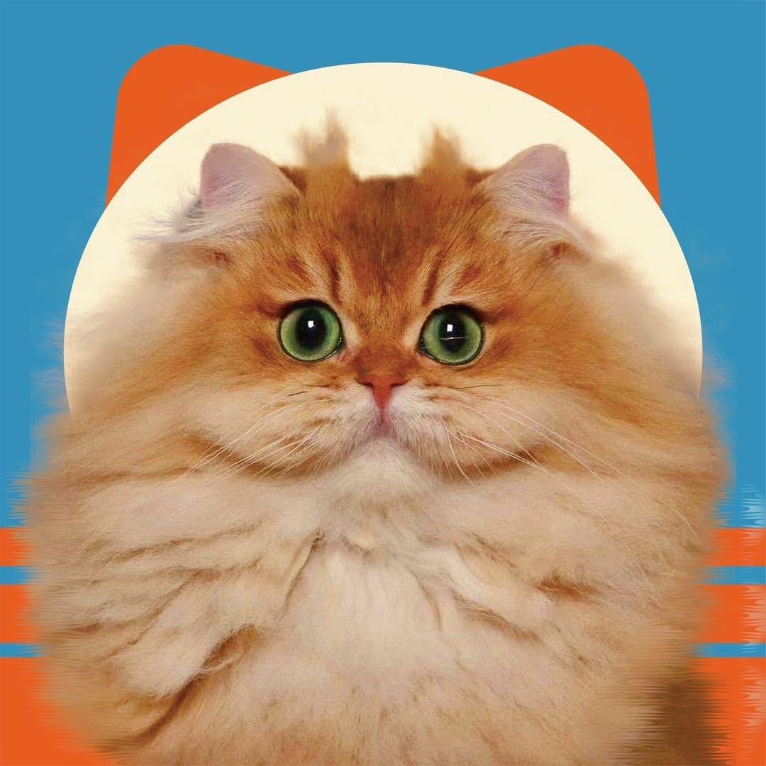 南宁邓邓猫舍