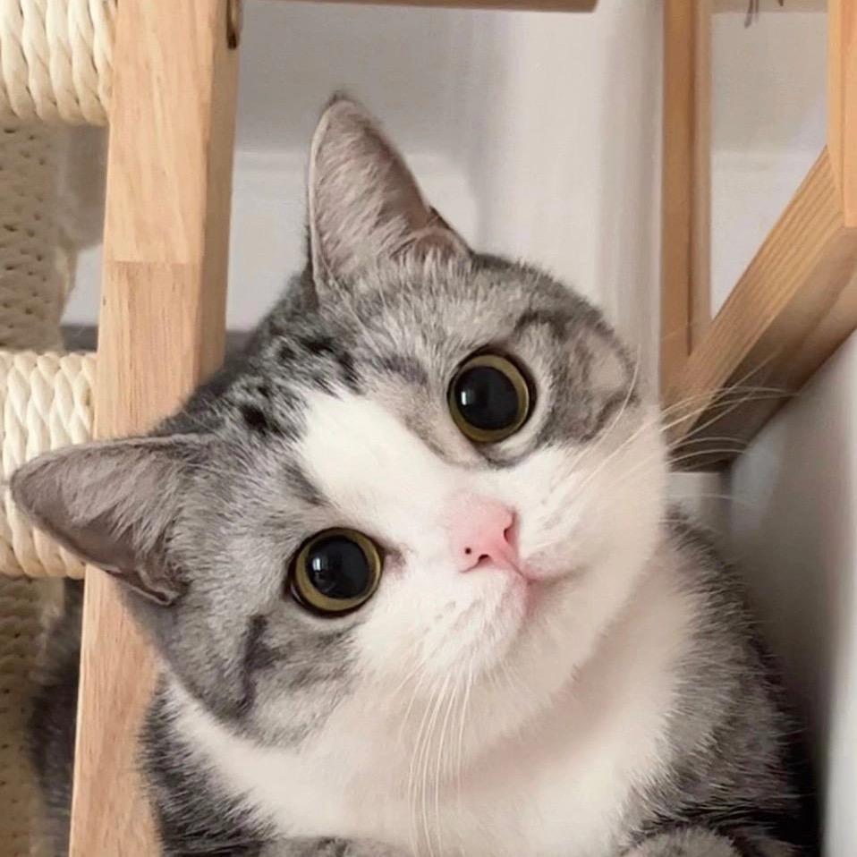 猫咪来了