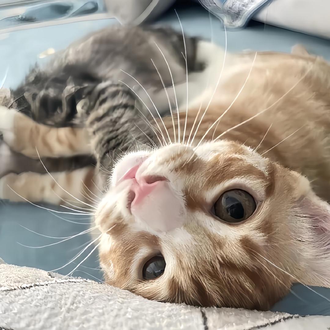 如果可以有心绪