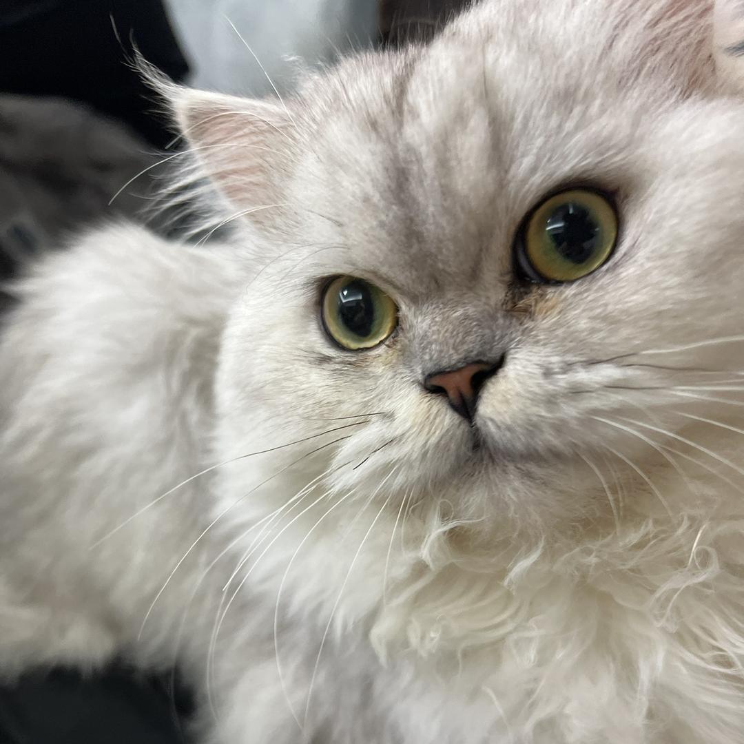 小七