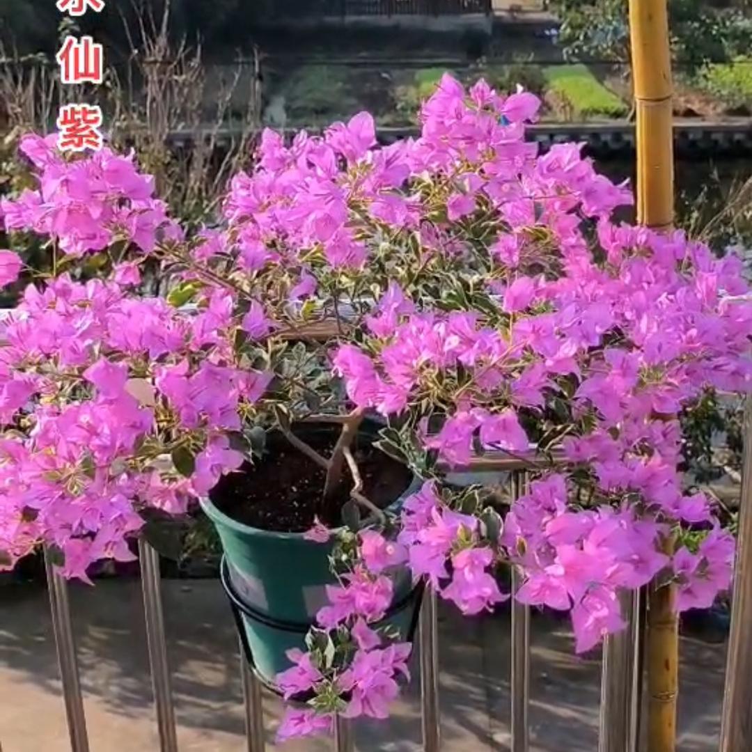 Shirley的花园