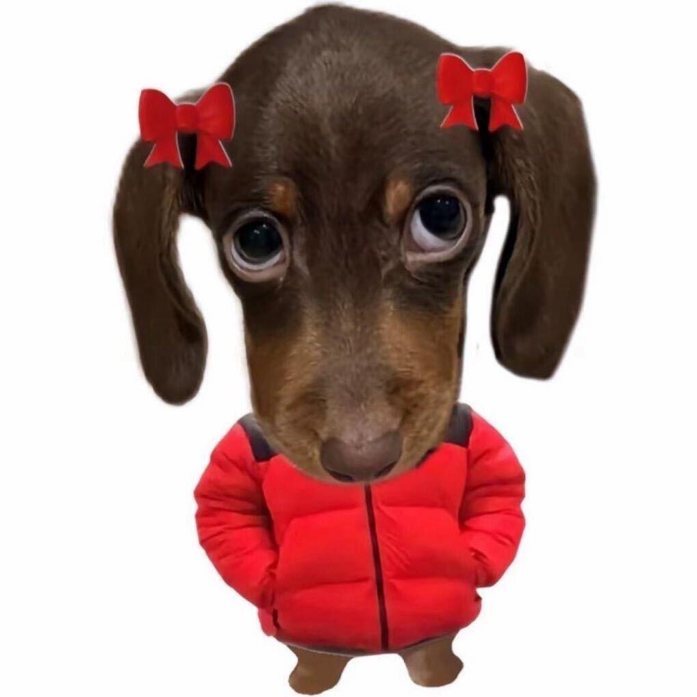 张张.