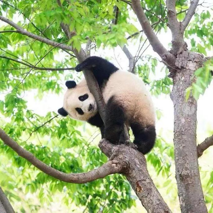 小熊猫福宝拆卡